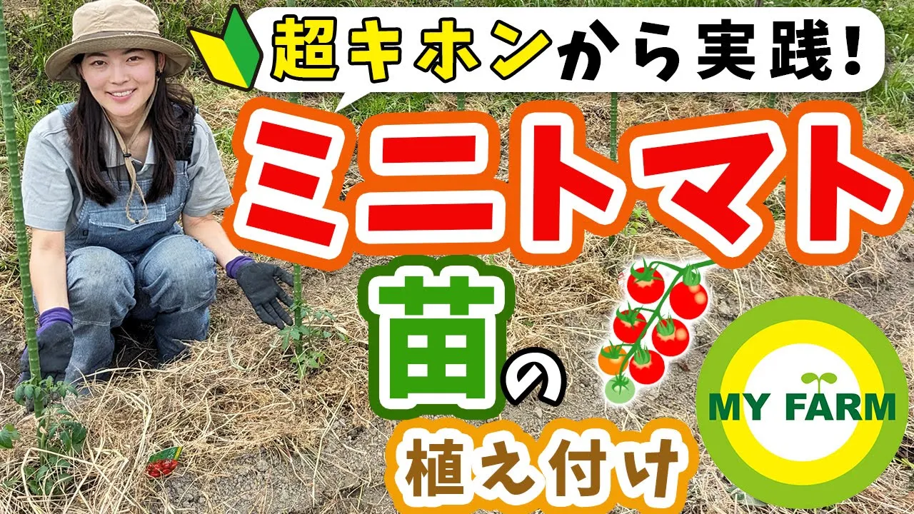 【ミニトマト】苗の植え付けを超キホンから畑で実践!大事なポイントもご紹介します│モリミサと学ぶ有機栽培