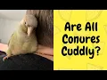 Are All Conures Cuddly Conure Behaviour TheParrotTeacher