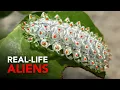 Download Lagu The Strange World of Caterpillars