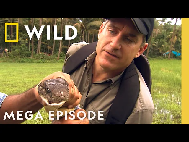 Video: Tracking Elusive Animal Killers | Dangerous Encounters MEGA Episode | Nat Geo Animals