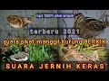 Download Lagu @sniper_unik_ora_unik_ora_asixx TERBARU 2021|SUARA BURUNG BERKIK SAWAH|PIKAT AMPUH