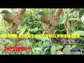 Download Lagu SUARA BURUNG PRENJAK RIBUT AMPUH UNTUK PIKAT BURUNG LIAR
