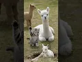 A Newborn Llama Meets a Kitten… And the Sweetest Bond Begins