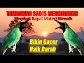 Download Lagu SUARA PANCINGAN CUCAK IJO TEMBAKAN TAJAM RAPAT, NGEROL MENGERIKAN BIKIN GACOR BONGKAR ISIAN MEWAH.