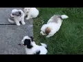 Maltipoo Puppies For Sale