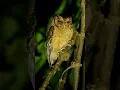 Download Lagu Suara burung hantu mungil ini sering terdengar di sekitar rumah | Celepuk Reban