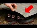 Flipping AUSTRALIAN SNAKES Under Tin - Best Finds Compilation