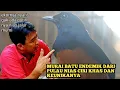 Download Lagu MURAI BATU ENDEMIK DARI PULAU NIAS CIRI KHAS DAN KEUNIKANYA