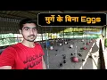 Day-26 Hen lays eggs without rooster