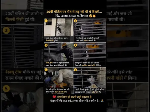 20वीं मंज़िल पर मौत से जूझ रही थी ये बिल्ली, फिर जो हुआ🥺