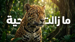 تم تصوير 10 حيوانات أُعلن انقراضها وهي حية في غابات الأمازون (ليست من إنتاج الذكاء الاصطناعي).