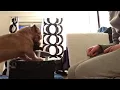 Oliver the Norfolkterrier: Oliver's Cleaning Services