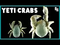 Download Lagu How One Crab Got Fuzzy to Live Without The Sun