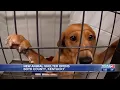 New animal shelter opens in Boyd County Ky