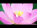 Timo Zobel - Le Jardin Oublié