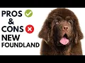 Newfoundlands Dog Breed Pros and Cons Newfoundlands Advantages and Disadvantages