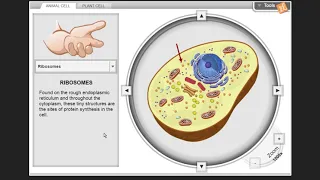 Cell Structure Gizmo - Organelle walkthrough