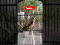 Download Lagu Suara Toet-Toet Cendet Trotol. #cendet #birds #shrike #laniusschach #animals #suaraburung
