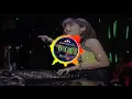 Download Lagu dj, dj koplo, dj remix, | Dj Slow Koplo Pamit Pulang terbaru 2022