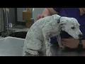 Amarillo surrounding communities see rise in distemper in dogs cats
