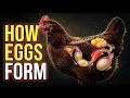 Can Chickens Lay Eggs Without a Rooster The Science Behind Egg Formation