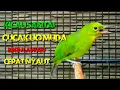 Download Lagu Kicau santai cucak ijo muda bikin cucak ijo lain ikut bunyi