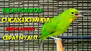 Download Kicau santai cucak ijo muda bikin cucak ijo lain ikut bunyi MP3