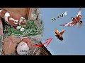 Download Lagu Chimbe pigeons children's growth video from 1 day to 34 days || All pigeon birds🐦