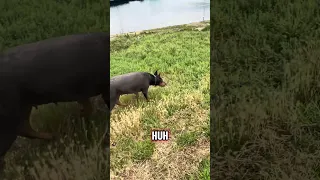 #fypシ #Fyp #Dream #pets #doberman