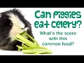 Can GUINEA PIGS eat CELERY Vegetables for Guinea Pigs Safe VEGGIES