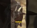 Download Lagu Apa Sih Bedanya Kambing dan Domba? #kambing #domba #sheep #goat #facts #faktaunik