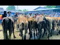 Download Lagu 6.000 !! Panen Babon Kurus Harga Murah Meriah !! Bingung Pilih !! Pasar Sapi Tuban