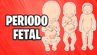 ✅ FETAL PERIOD | FROM THE NINTH WEEK TO BIRTH [2021] 📚 HUMAN EMBRYOLOGY | ABSTRACT