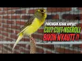 Lagu SUARA Kenari GACOR PANJANG Pancingan \u0026 masteran Kenari Paud AGAR gacor AMPUH Kenari MACET bunyii