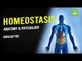 Homeostasis Anatomy Physiology Biology101