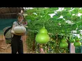 Download Lagu Harvest giant gourds and sell them at the market, using the money you earn to buy goods