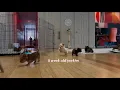 8 12 week old yorkies playing peacepuppiesyorkies777