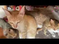 Download Lagu Cat