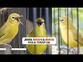 Download Lagu Pancingan Naikan Emosi Pleci Agar Buka Paruh Terapi Dengan Suara Ribut Saling Saut