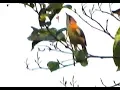 Download Lagu Whiskered Yuhina - 2
