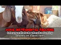 Download Lagu music instrumental relaxing | suasana disebuah kandang dipeternakan kambing