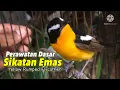 Burung SIKATAN Emas | Cara Merawat Sikatan Emas #YellowRumpedFlycather