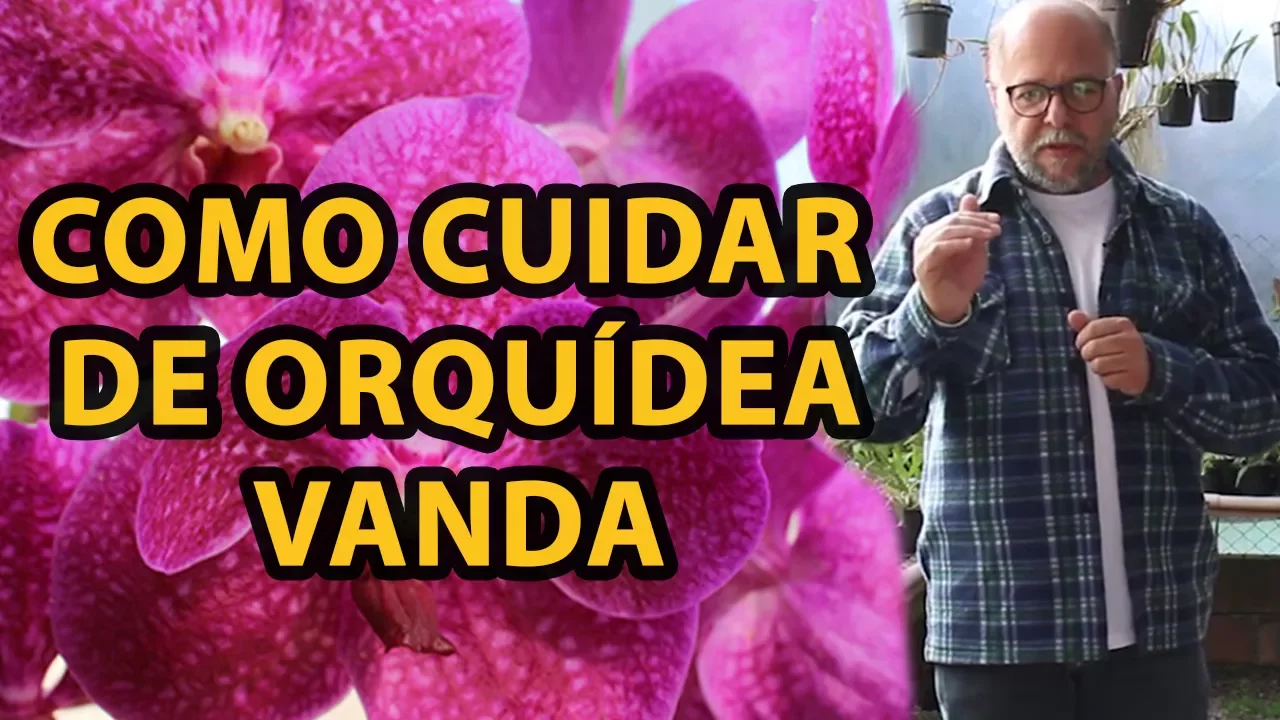 COMO CUIDAR DE ORQUIDEA VANDA