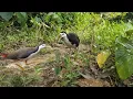 Download Lagu How To Make Easy Bird Trap || Easy Water Hen Bird Trap #waterhen #trap #birdtrap #birdslover #brds