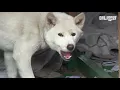 옥상에서 구조요청을 하는 백구의 사연