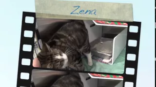 shelter cats - mat su animal shelter