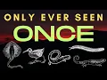 Download Lagu Pernah Terlihat Sekali dan Kemudian Hilang - 5 Spesies yang Hilang