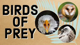 birds of prey for kids raptors eagle owl vulture hawk falcon nature hd documentary
