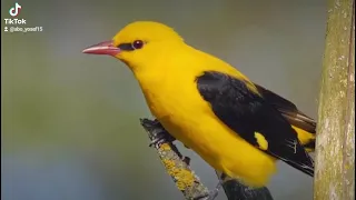 طائر الصفارى   دندنها
