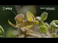 Praying Mantis Vs Wasp | Wild Europe | National Geographic Wild